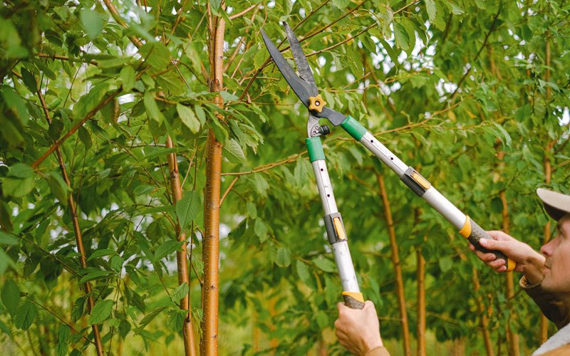 Tree trimming in Hansboro, ND